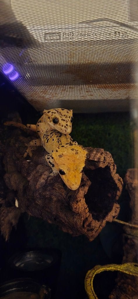 Couple reproducteur ciliatus, Animaux & Accessoires, Lézard, 3 à 6 ans