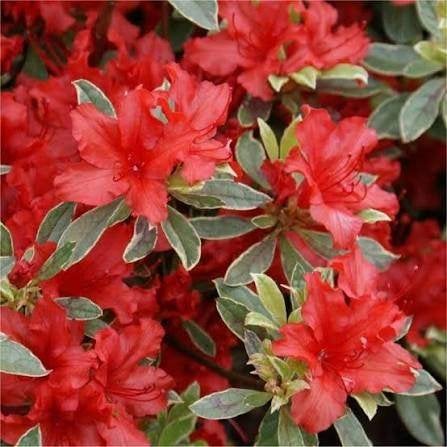 Azalea HotShot Variegata, Ophalen