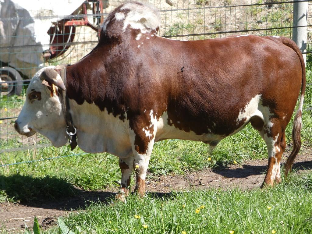 Mini-zeboe stier, Dieren en Toebehoren, Runderen, Mannelijk, 3 tot 6 jaar