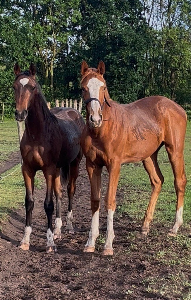 Zirocco Bleu - 2 jaarling hengsten te koop, Springpaard, Minder dan 160 cm, Met stamboom, Niet van toepassing