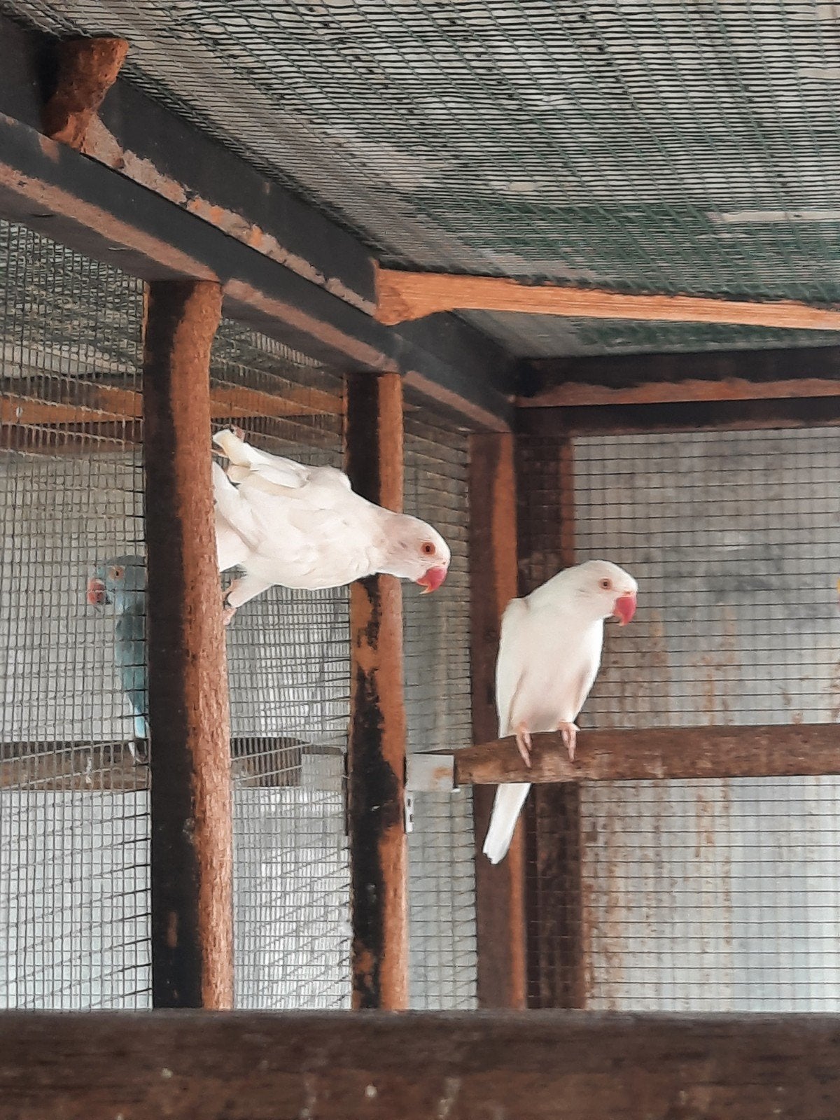 halsbandparkieten, Dieren en Toebehoren, Vogels | Parkieten en Papegaaien, Meerdere dieren, Parkiet, Geringd