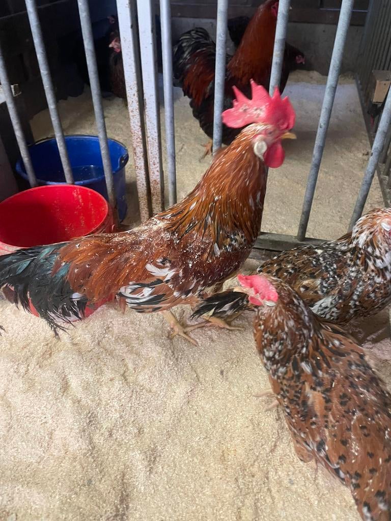 Broedeieren leghorn porcelein