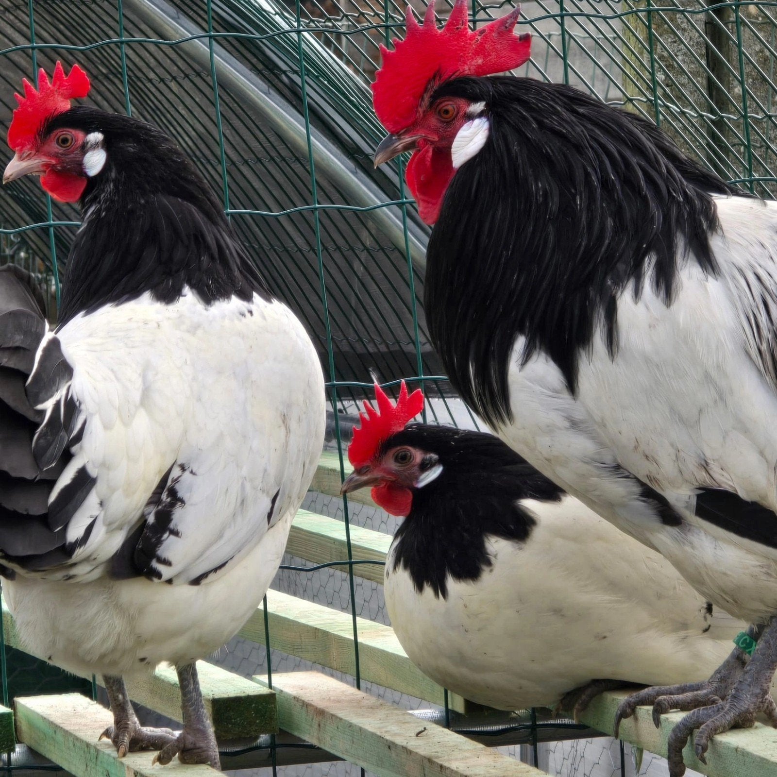 Lakenvelder toom, Dieren en Toebehoren