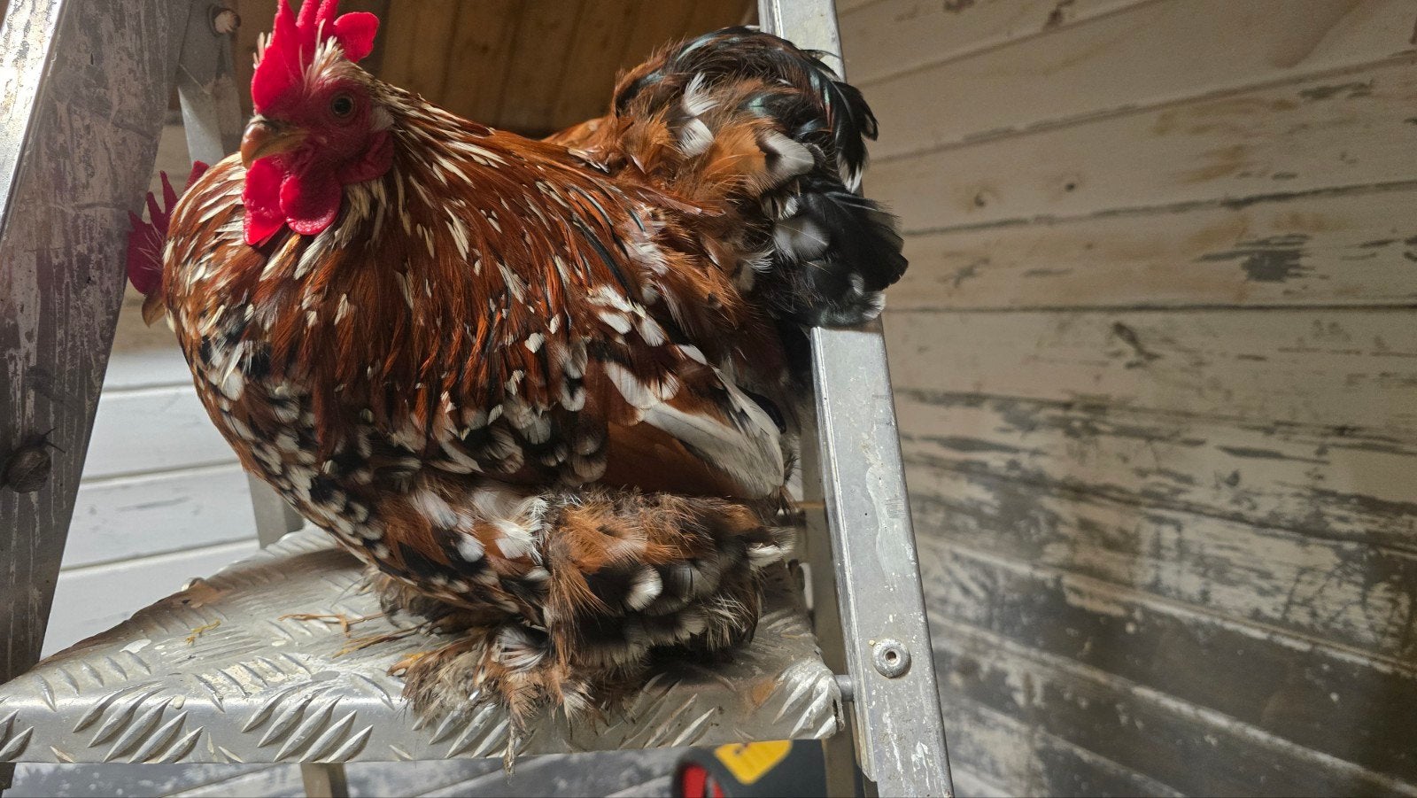 cochin kriel porselein haan, Dieren en Toebehoren
