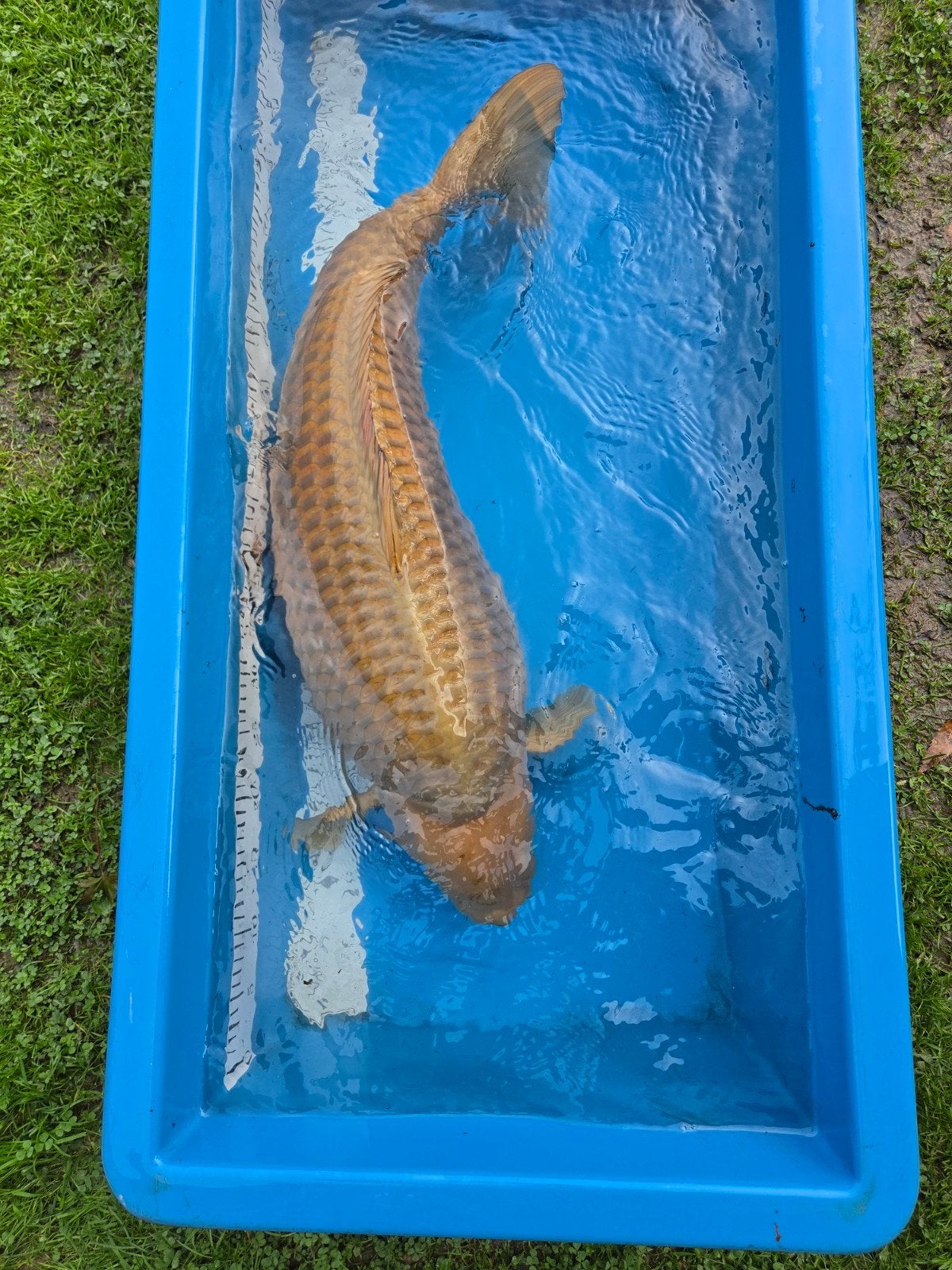 Zeer mooie en forse Chagoi 75-80cm, Dieren en Toebehoren