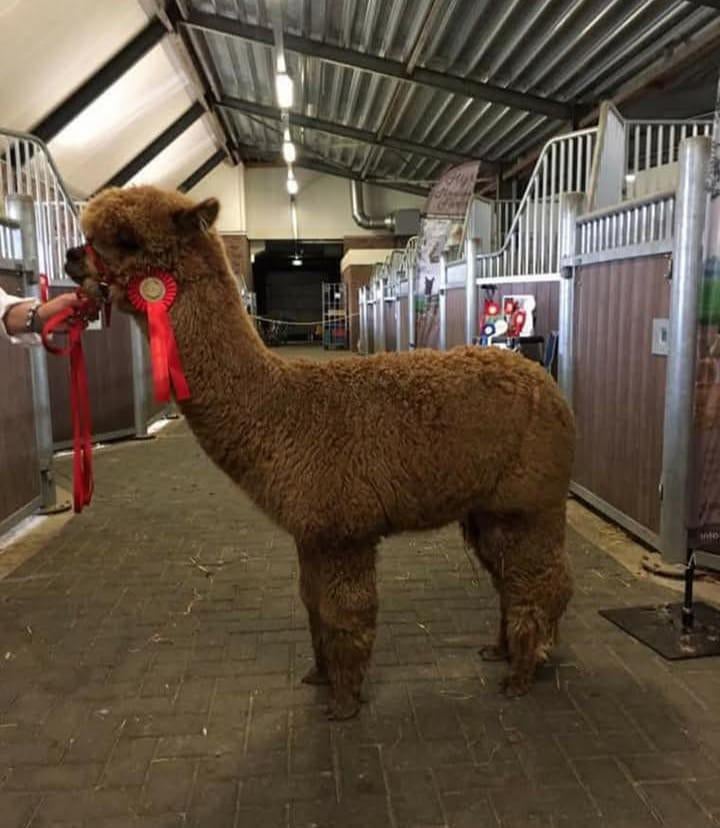 Femelle alpaga avec pédigrée, Animaux & Accessoires, Animaux Autre, Femelle, Juin