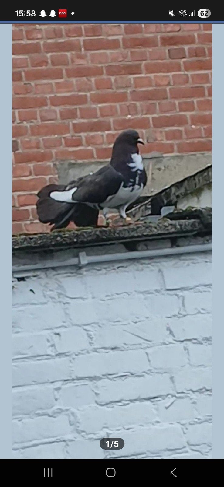 Sierduiven, Dieren en Toebehoren