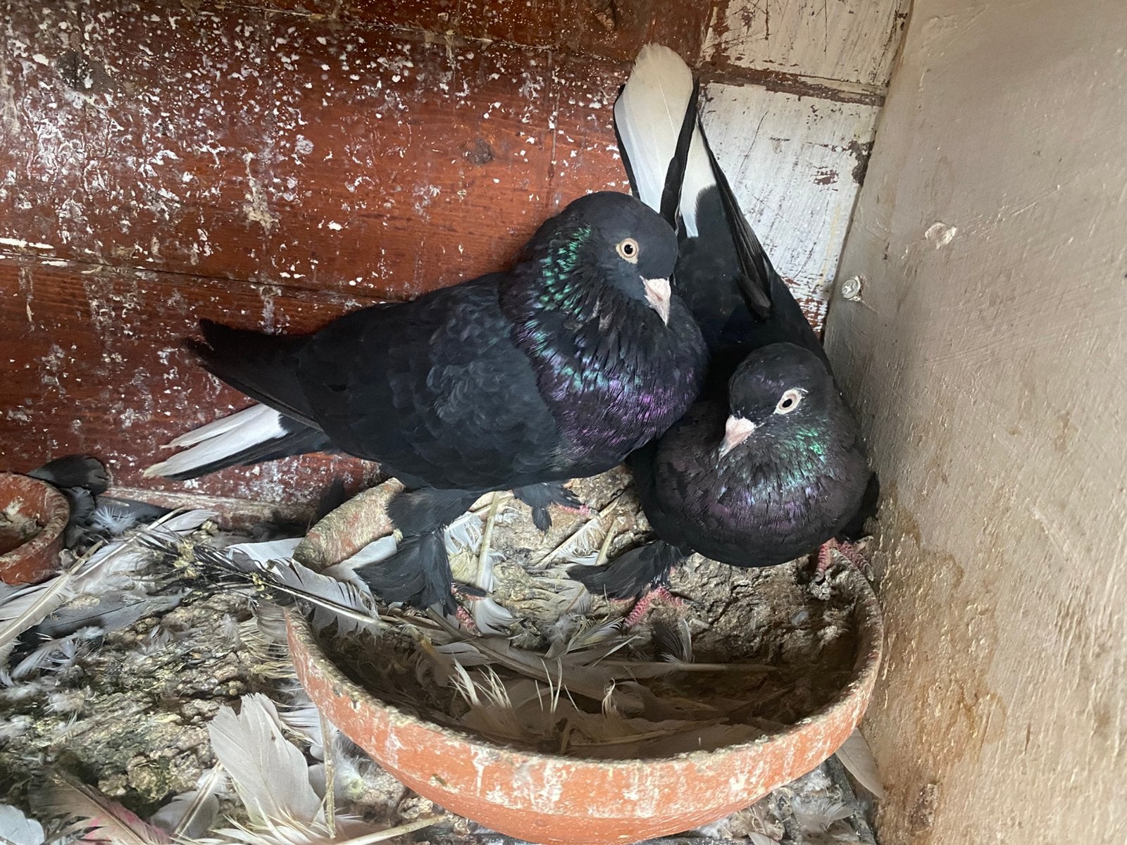 Takla Arap ayna kuyruk, Dieren en Toebehoren, Vogels | Duiven