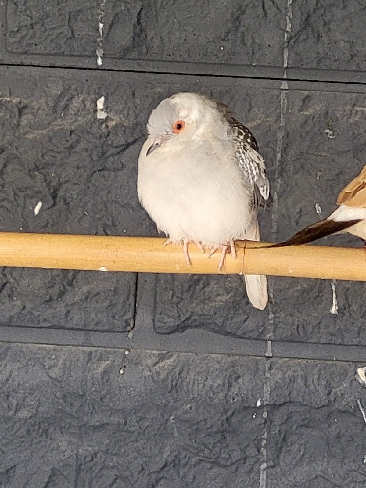 trio diamantduifjes, Dieren en Toebehoren