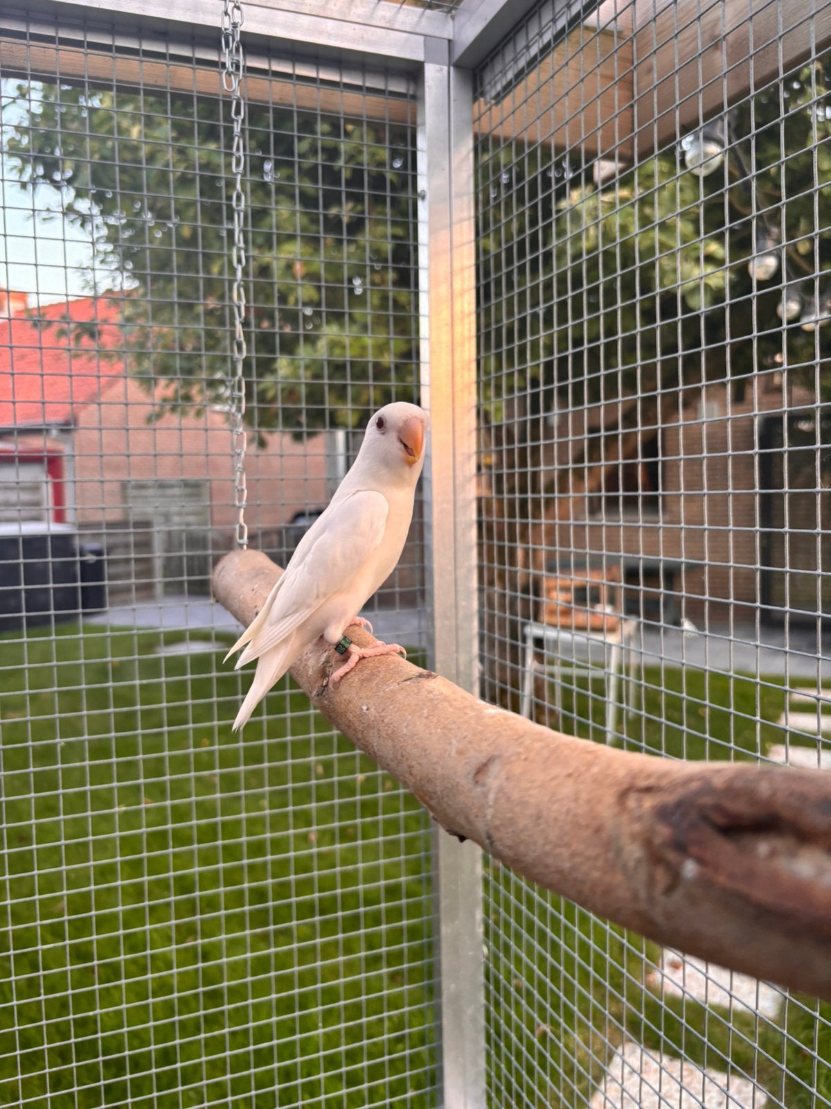 Agapornis roseicollis, Geslacht onbekend, Geringd