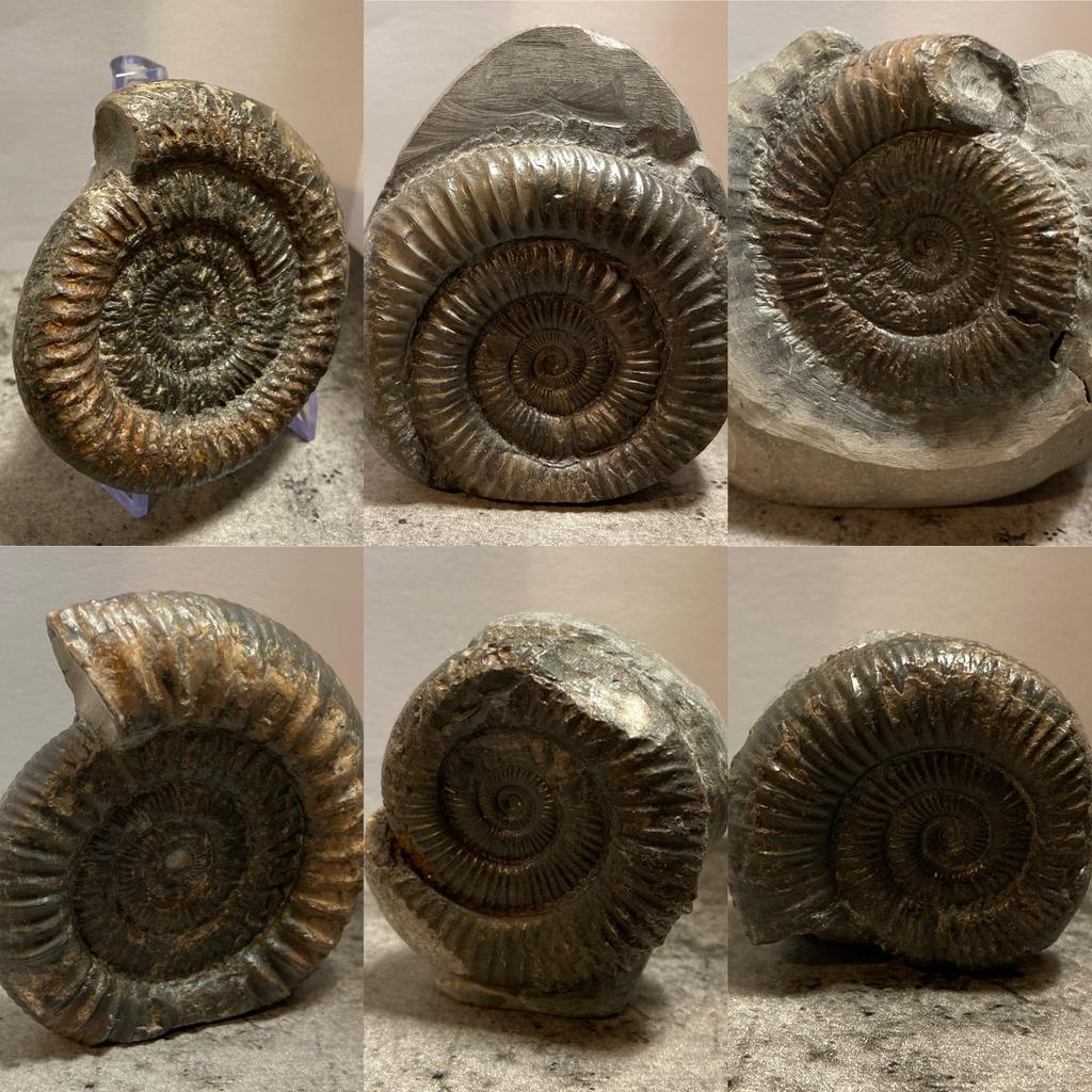 Dactylioceras Ammoniet Fossiel 6x Yorkshire kust UK, Verzamelen, Ophalen of Verzenden, Fossiel