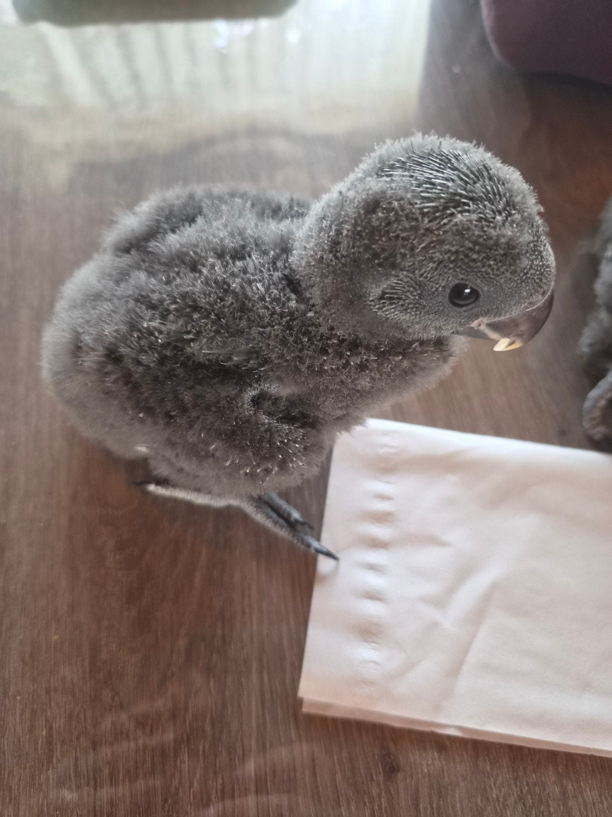 tamme edelpapegaai  man, Dieren en Toebehoren, Vogels | Parkieten en Papegaaien, Mannelijk, Papegaai, Pratend
