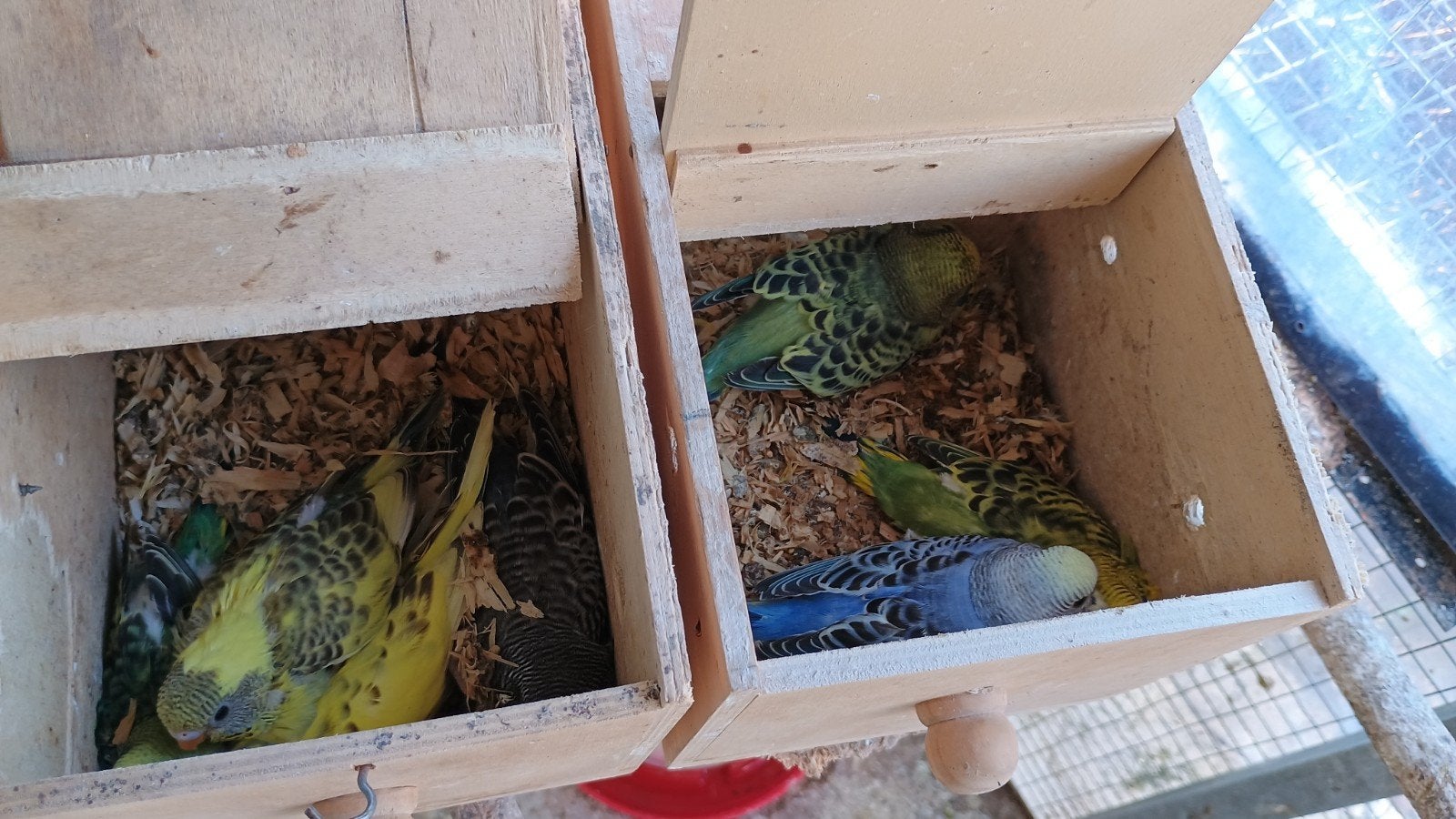jonge grasparkietjes, Dieren en Toebehoren, Geslacht onbekend, Parkiet, Geringd