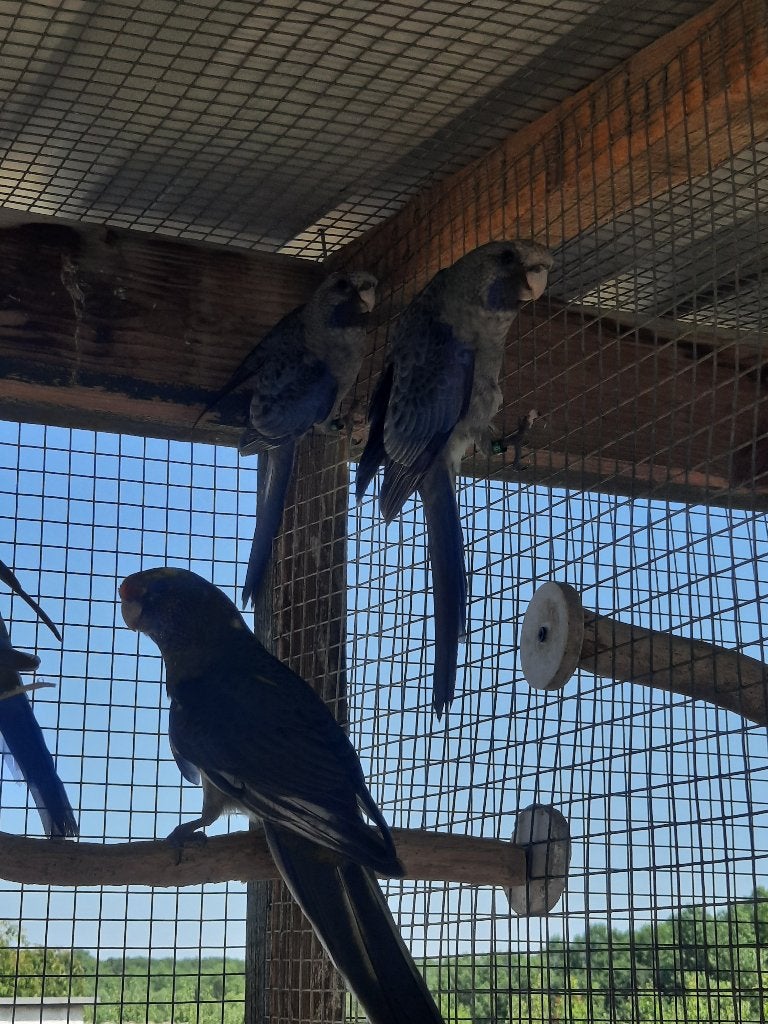 bleekkoppen en pennanten, Meerdere dieren, Parkiet, Geringd