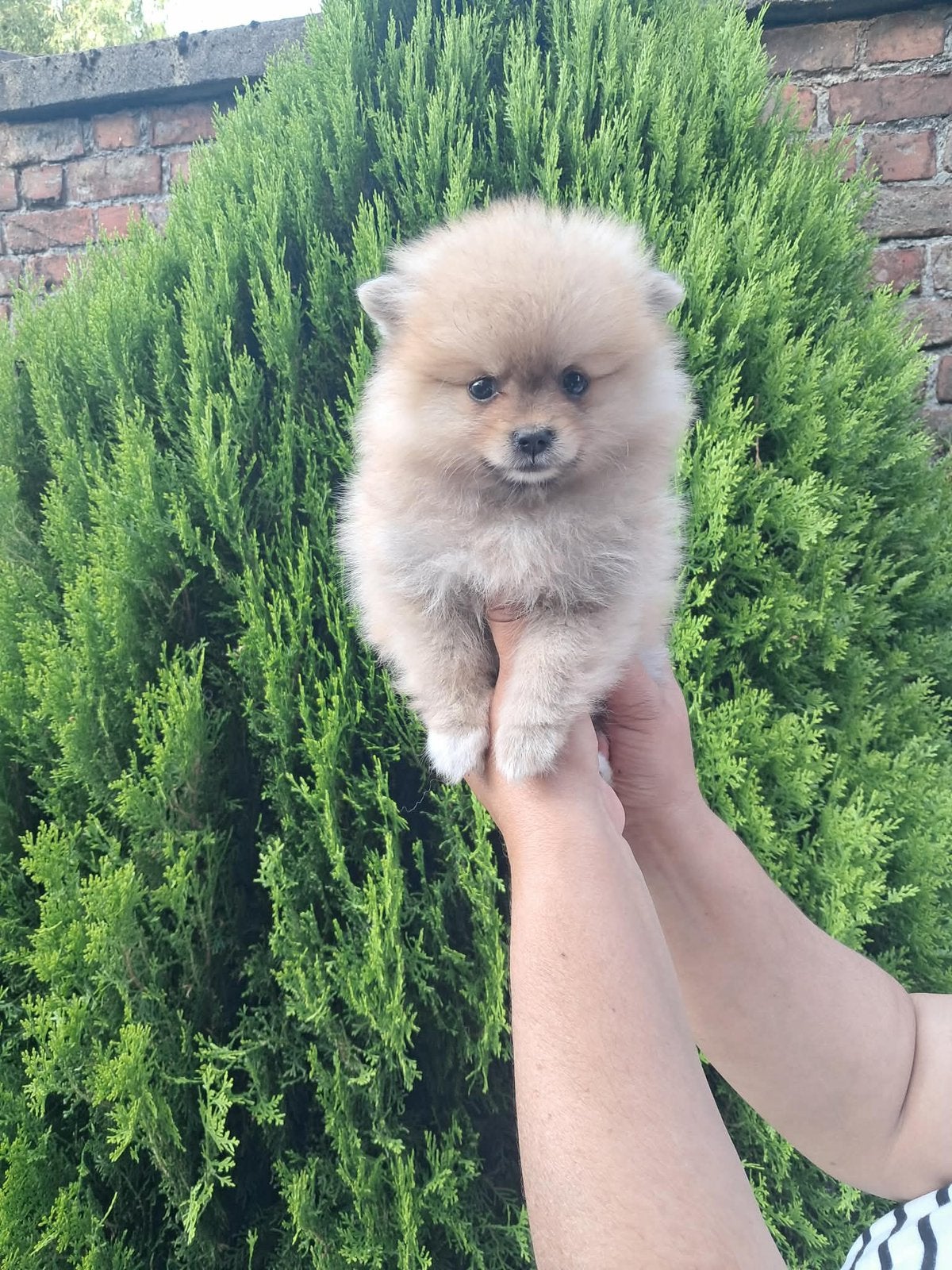 Mini Pomeriaan, Dieren en Toebehoren, Honden | Poolhonden, Keeshonden en Oertypen, België, Fokker | Hobbymatig, 8 tot 15 weken