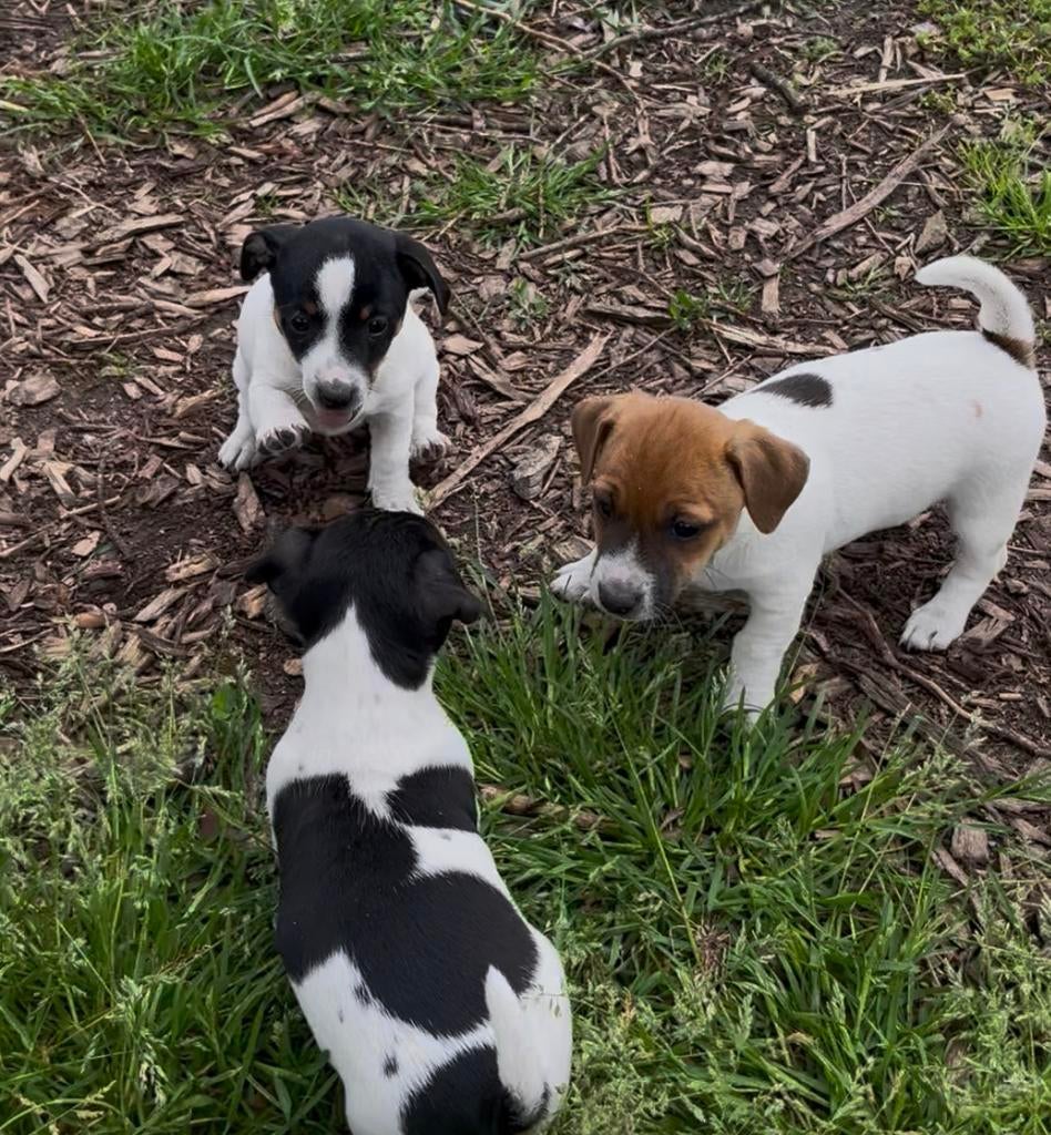 Jack Russell pups, Dieren en Toebehoren, België, Fokker | Hobbymatig, Parvo, Jack Russell Terriër
