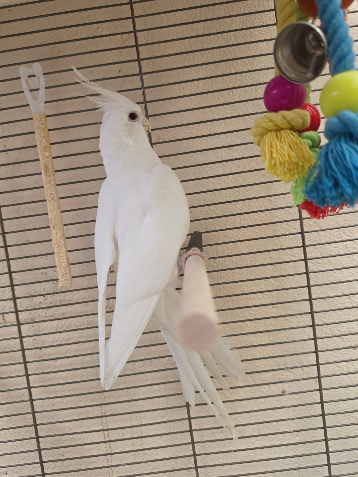 Albino mannetje parkiet, Mâle, Perruche