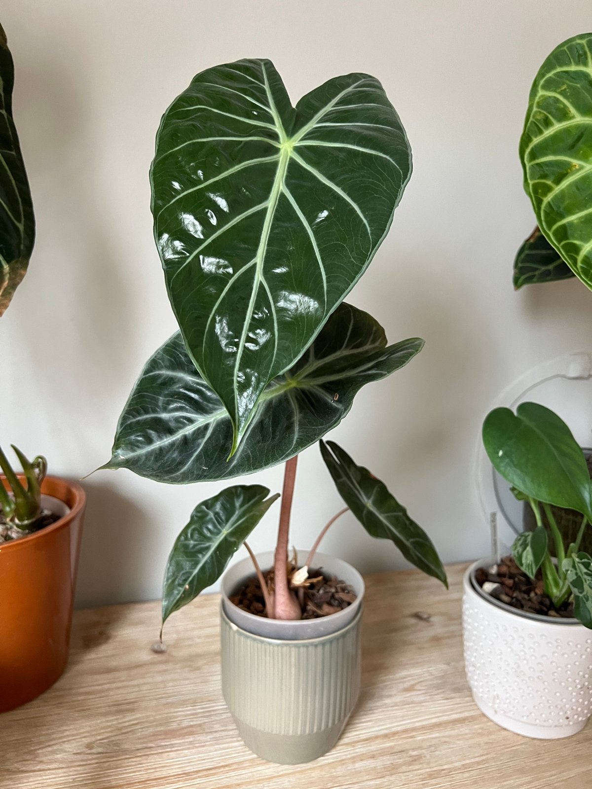 Alocasia pink dragon, Maison & Meubles, Plantes d'intérieur, Enlèvement