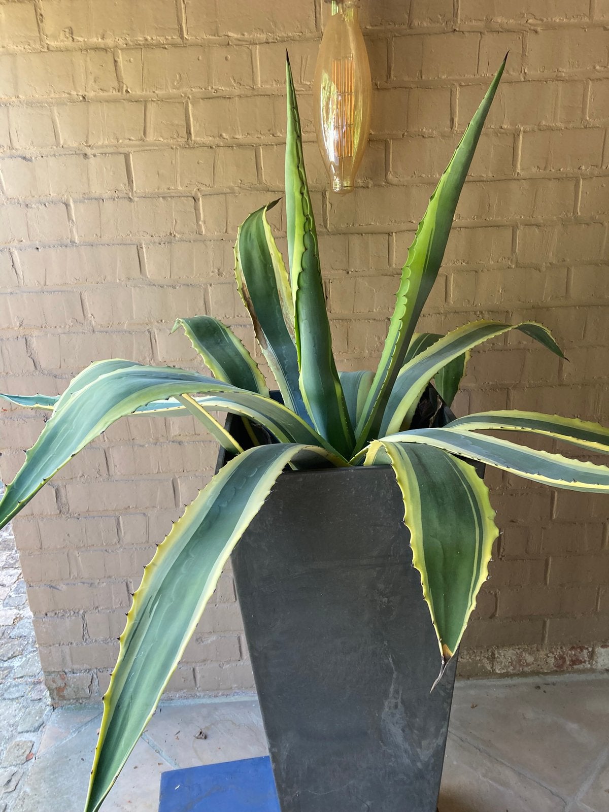 Grote cactus (Agave Americano panache ), Ophalen, Zomer