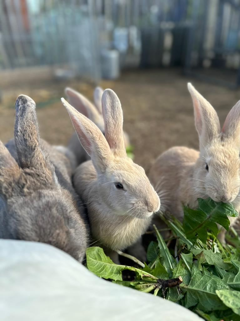 Handtamme duitse reus 8 weken- rammelaar, Dieren en Toebehoren, Konijnen