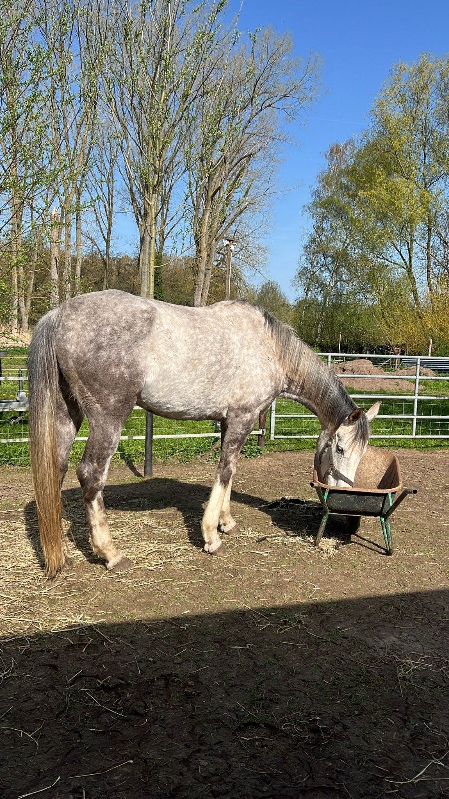 Lieve aanhankelijke 7 jarige merrie, Dieren en Toebehoren, Merrie, Met stamboom, B, 7 tot 10 jaar