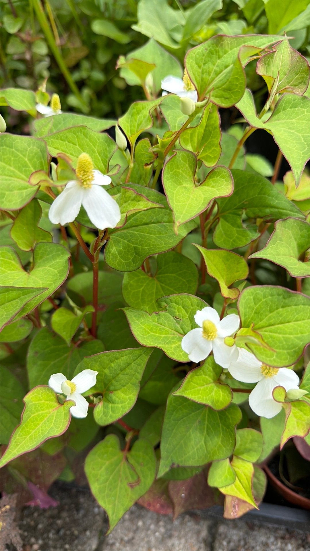 Waterplanten, Ophalen