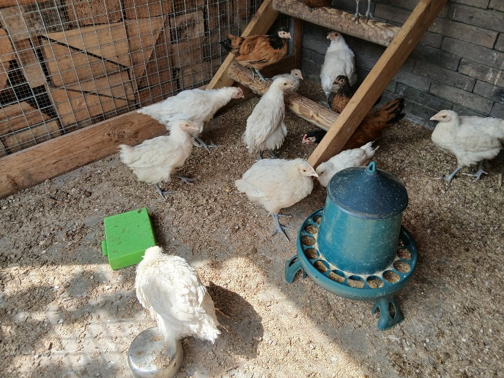 beaucoup de poussins + coq, Plusieurs animaux, Poule ou poulet