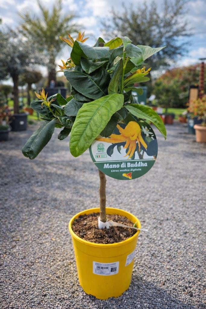 Citrus Main De Bouddha, Tuin en Terras, Ophalen