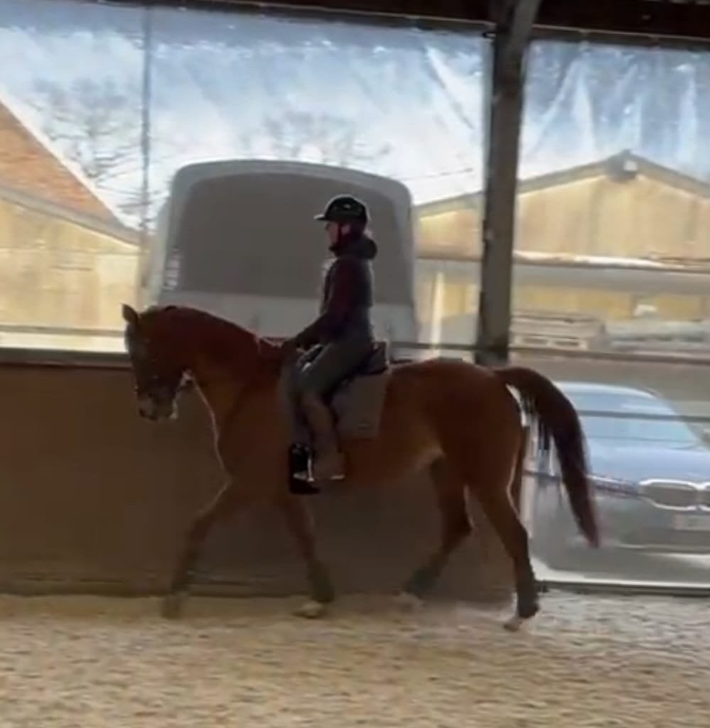 Braaf en fijn wandel/leer paard merrie, Ophalen