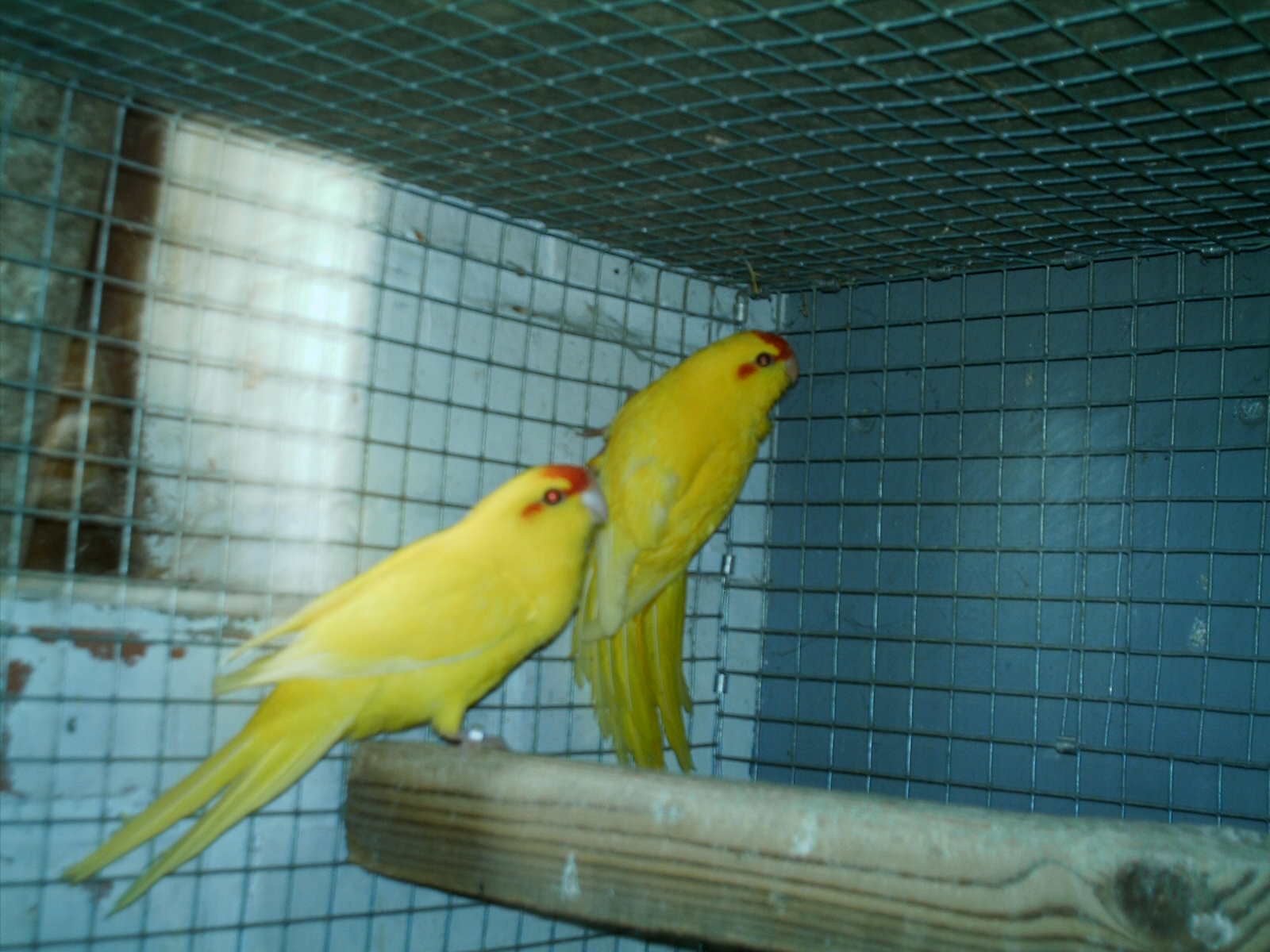 Jonge kakarikies te koop, Bagué