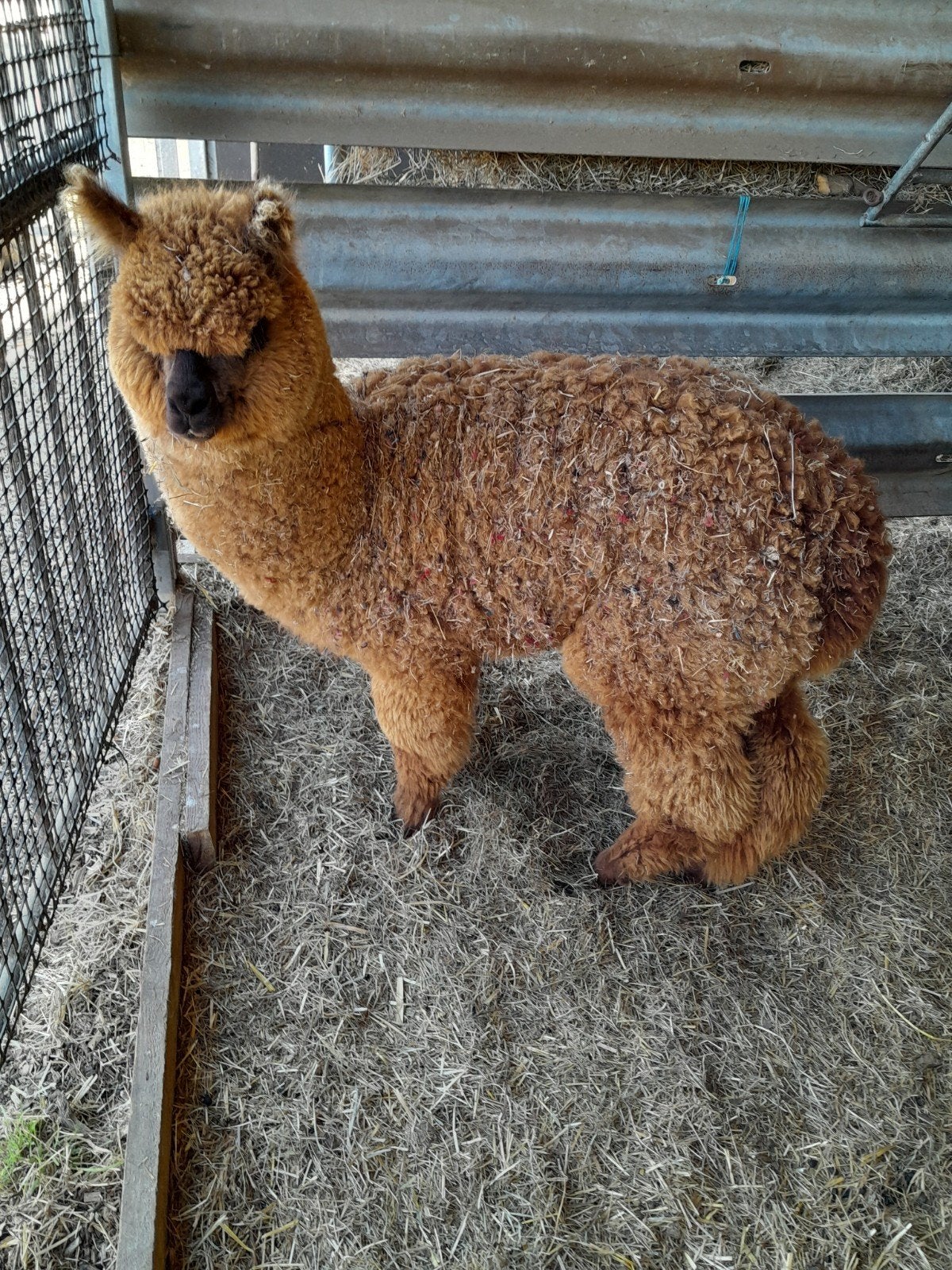ALPACA VEULEN, Dieren en Toebehoren, Februari, Mannelijk