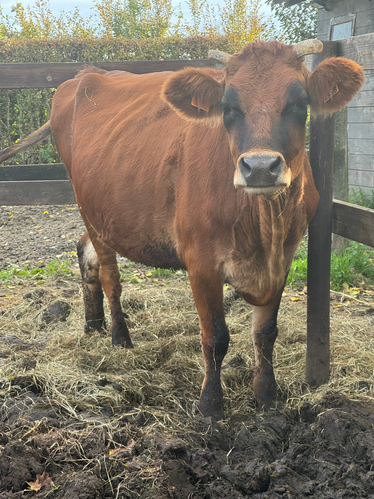 Jersey koe 6 jaar oud