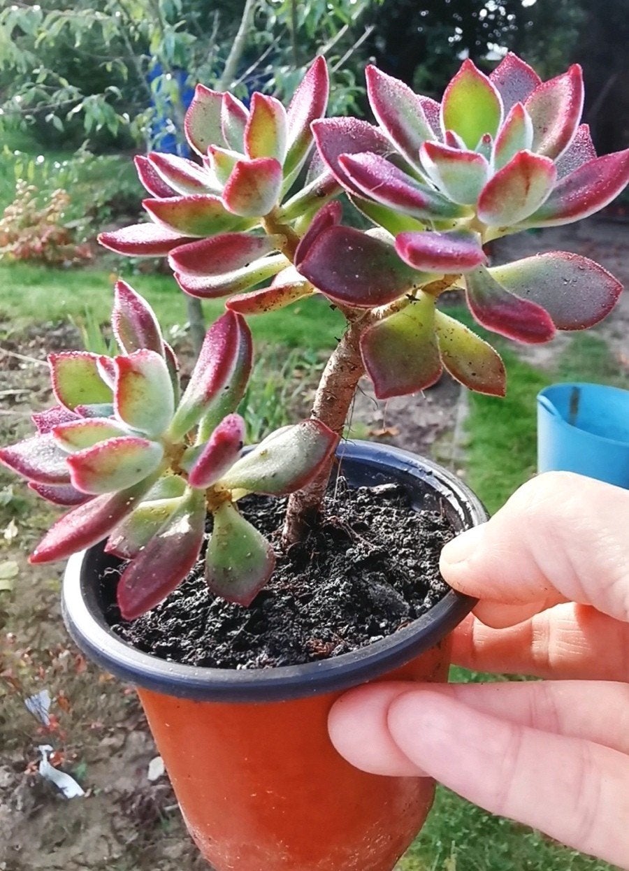 Echeveria pulvinata 'Devotion' - Succulente veloutée, Enlèvement