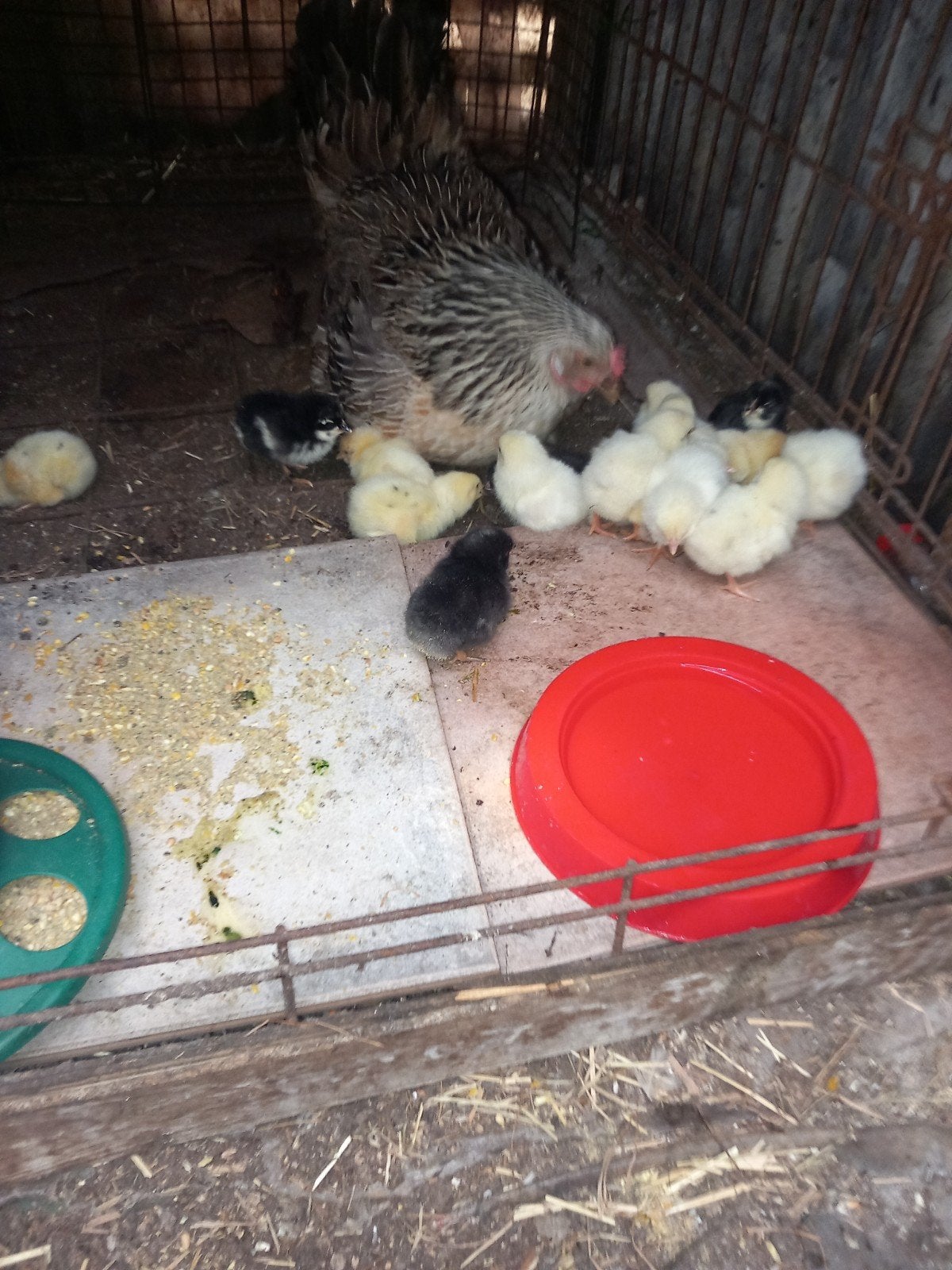 Kuikentjes te koop, Animaux & Accessoires, Volatiles, Poule ou poulet