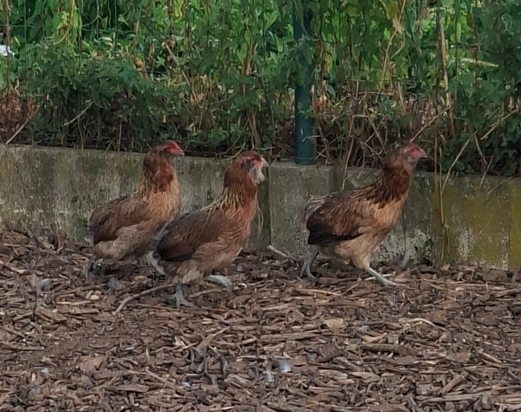 Araucana, Dieren en Toebehoren, Vrouwelijk, Kip