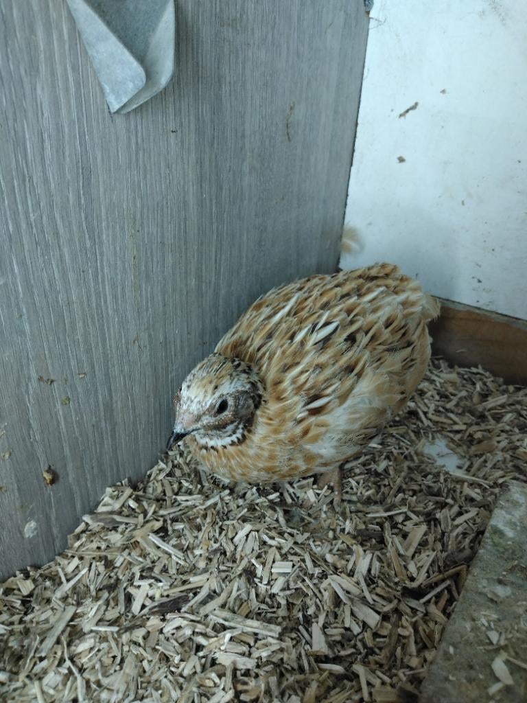 Japanse kwartel, Dieren en Toebehoren, Vogels | Overige Vogels, Mannelijk, Geringd