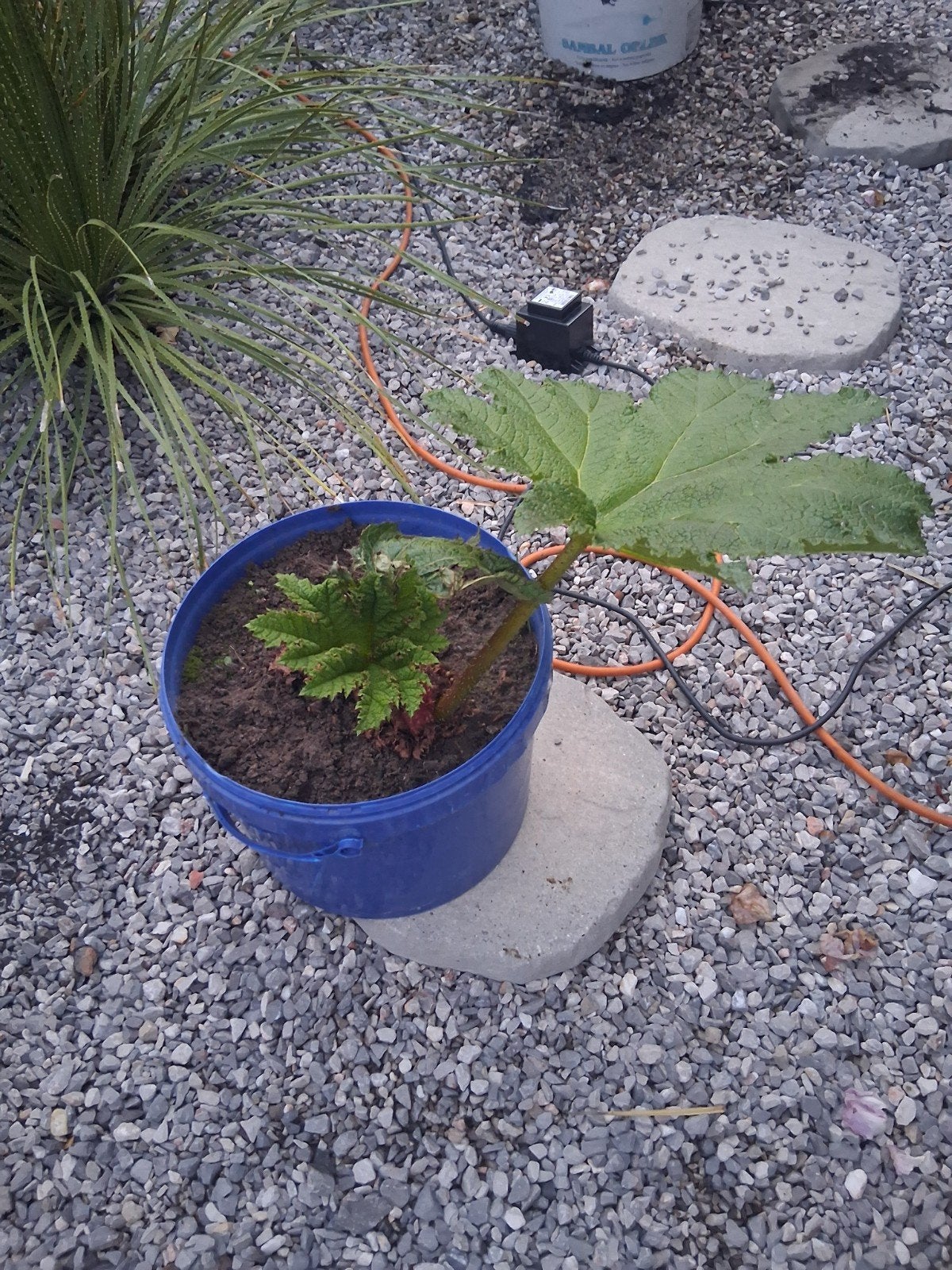 Planten, Tuin en Terras, Planten | Tuinplanten, Ophalen