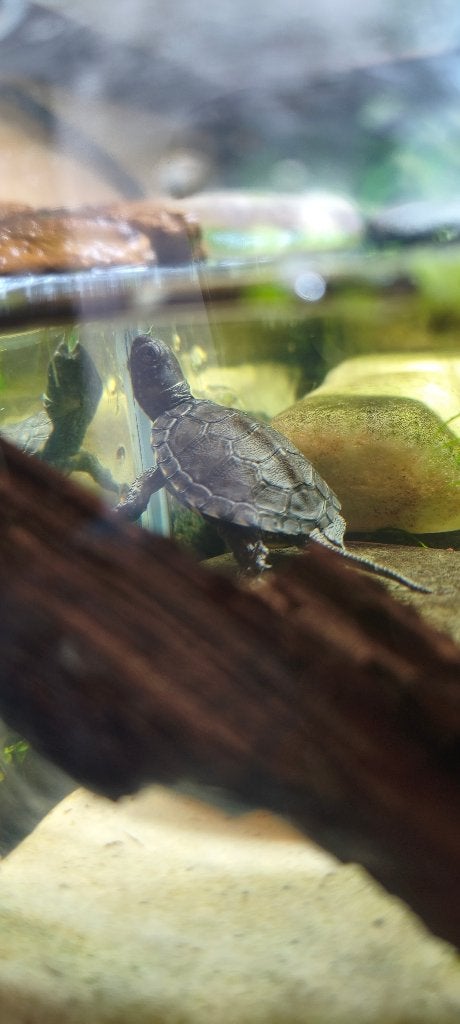 Emys orbicularis, Dieren en Toebehoren, Reptielen en Amfibieën, Schildpad, Tam, 0 tot 2 jaar