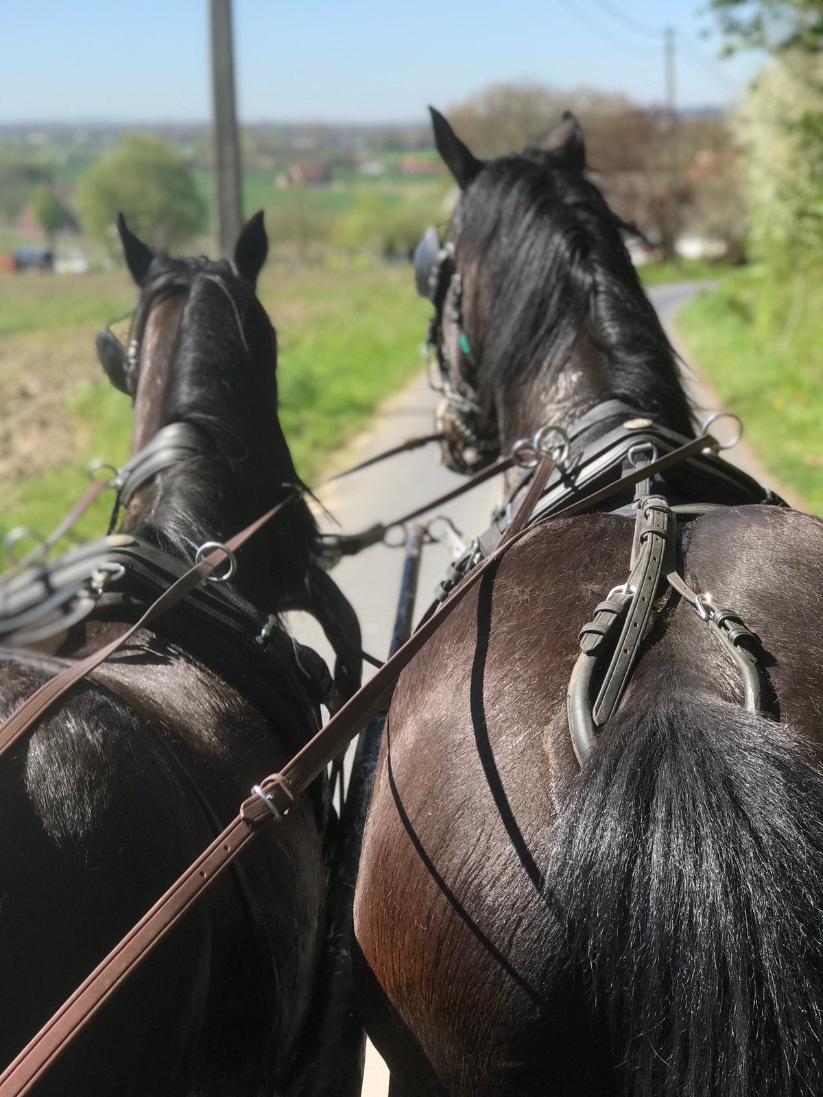 Draver tuigpaarden, Dieren en Toebehoren, Ruin, Zadelmak, 7 tot 10 jaar, 160 tot 165 cm