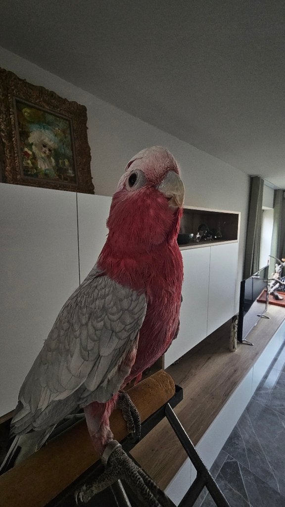 rose kaketoe ( zachtaardig en speels  ), Dieren en Toebehoren, Meerdere dieren, Tropenvogel, Geringd