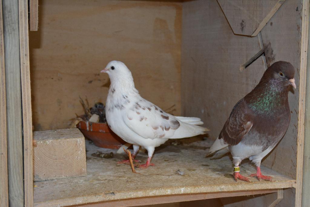 Birmingham Rollers, Dieren en Toebehoren, Vogels | Duiven, Meerdere dieren, Tuimelaar of Roller