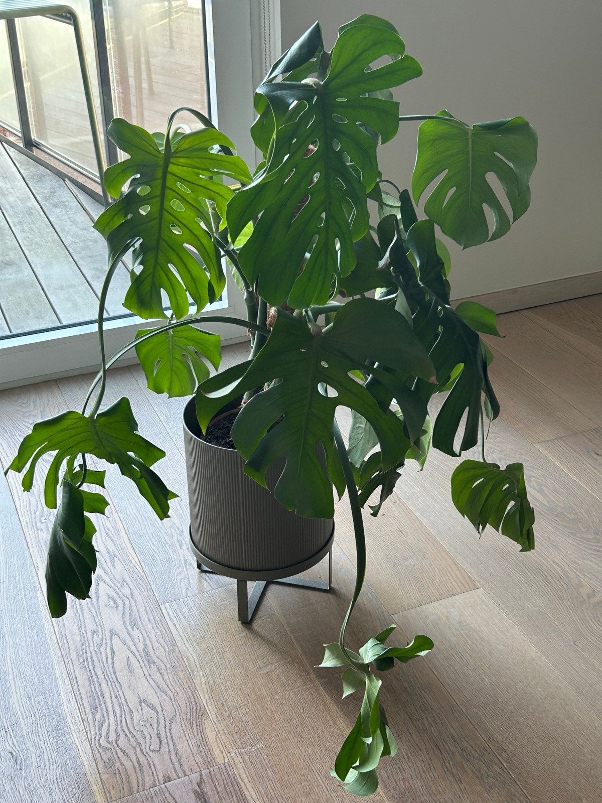 Monstera, 80 cm, Enlèvement