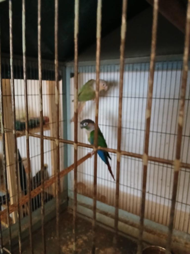 Phyrrurah, Meerdere dieren, Papegaai, Geringd
