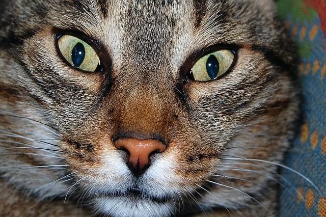 draagtas voor hondje of kat KONIJN FRED LEGUAAN  ENZ, Dieren en Toebehoren, Ophalen