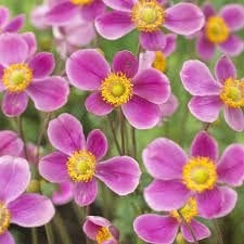 Anemone Splendens, Enlèvement, Mi-ombre