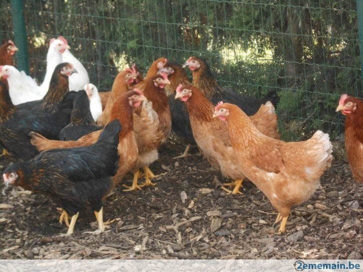 legkippen in verschillende kleuren, Femelle, Poule ou poulet