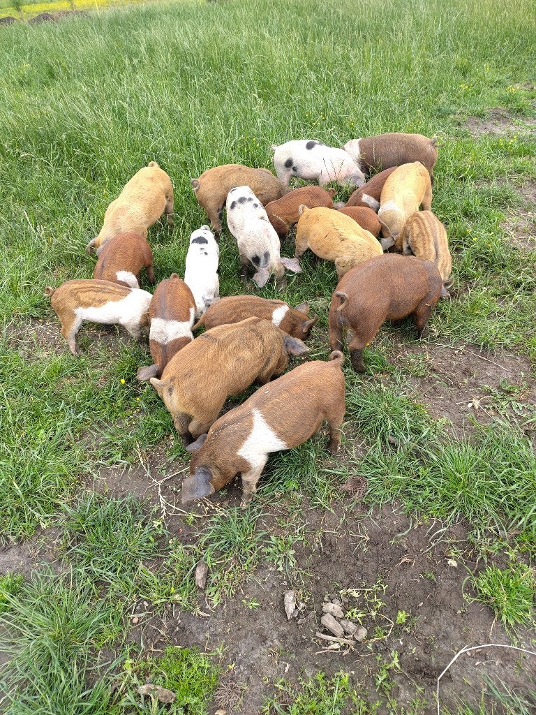 Biggen te koop, Dieren en Toebehoren, Schapen, Geiten en Varkens, Meerdere dieren, Varken, 0 tot 2 jaar
