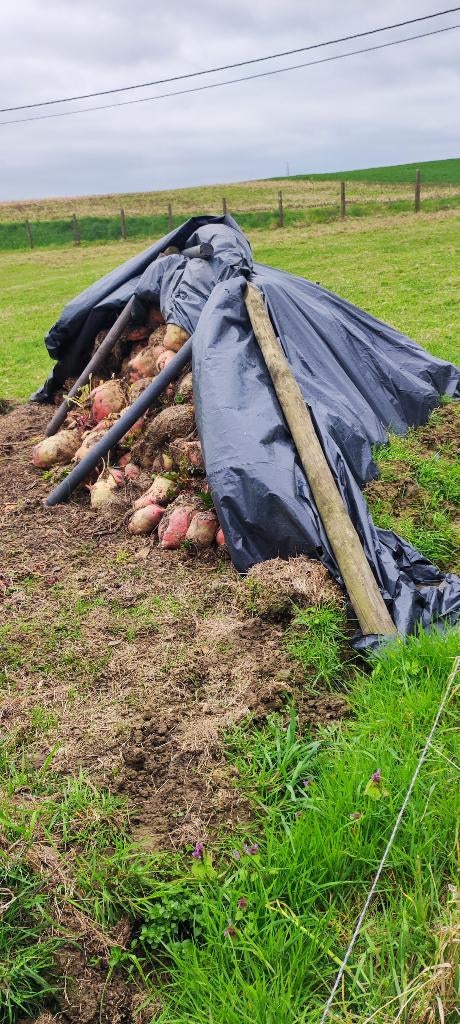 Voederbieten, Ophalen, Vee