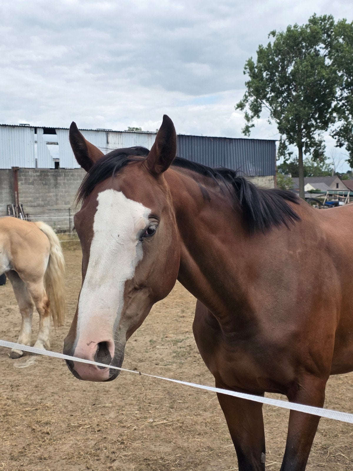 Sportieve 3 jarige kwpn merrie, Dieren en Toebehoren, Paarden, Merrie