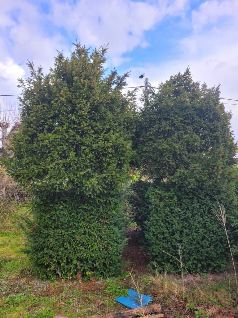 4 grote taxus (3m hoog) – zelf uit te doen, Ophalen